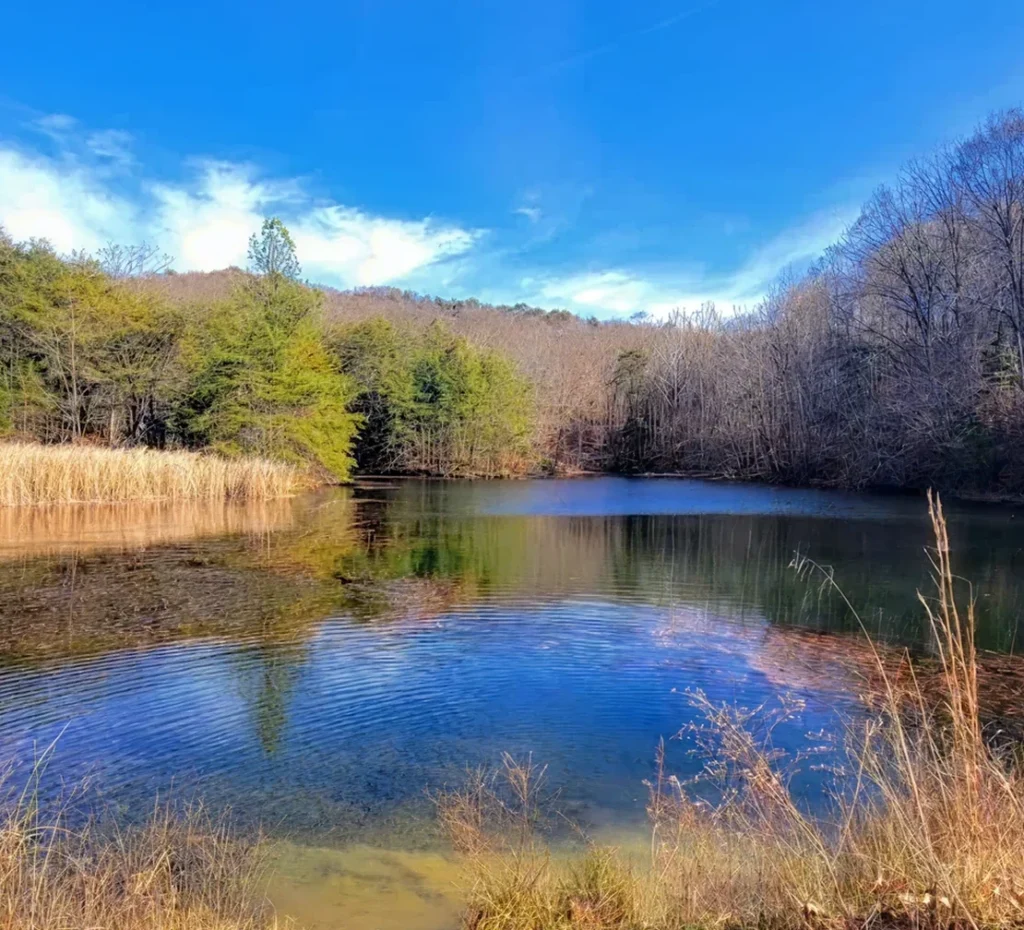 Tranquil lake surrounded by leafless trees and evergreen shrubs under a clear blue sky.
