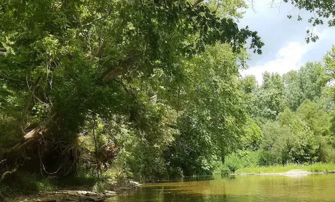Riverbank with dense green trees and calm water under a partly cloudy sky.